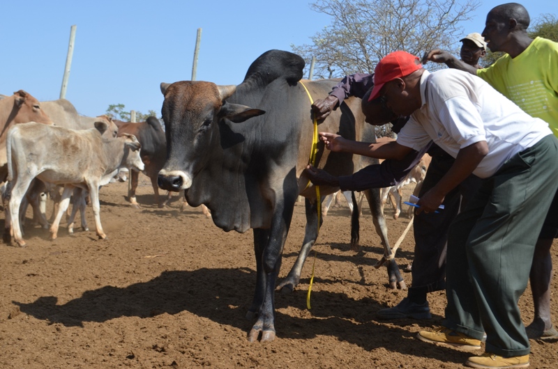 Animal Production Technology